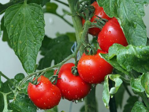 pomidory eko