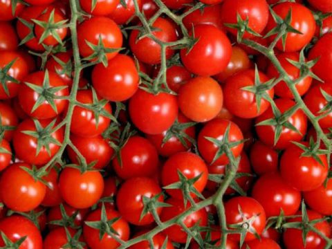 pomidory koktajlowe ekologiczne